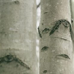 Earl Of East | Shinrin-Yoku - Soy Wax Candle - 260ml [9.1oz] -FRAGRANCE Store earl of east shinrin yoku natural soy wax candle 260 2