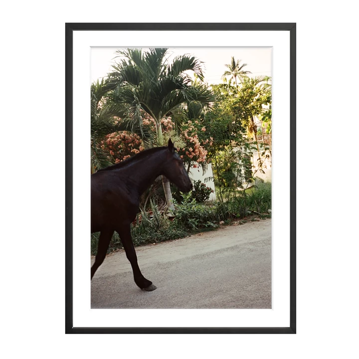 The Happiness Collective | 'A Horse With No Name' On Film - Framed Print 1 The Happiness Collective | 'A Horse With No Name' On Film - Framed Print
