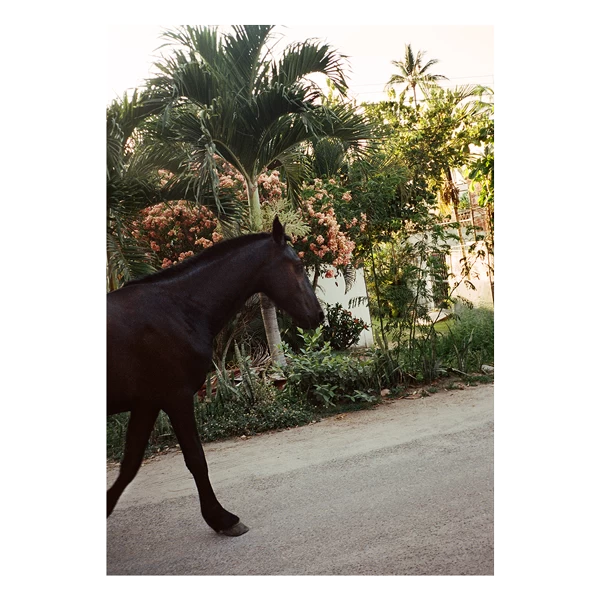The Happiness Collective | 'A Horse With No Name' On Film - Framed Print 2 The Happiness Collective | 'A Horse With No Name' On Film - Framed Print - Image 2